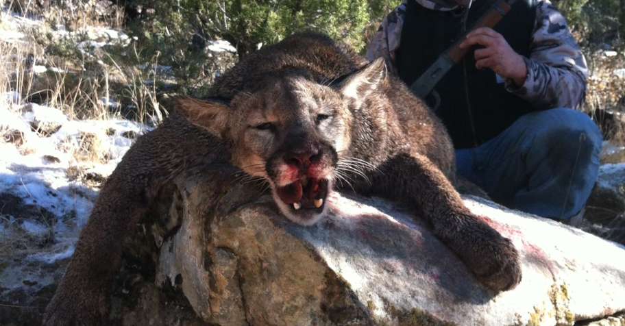 Mountain Lion Hunt New Mexico