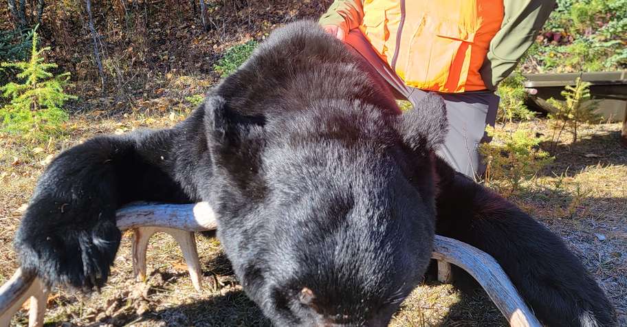 Spring Bear with Fishing