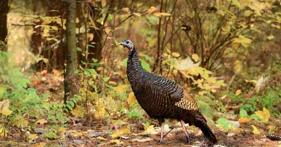 Wild Turkey Hunt