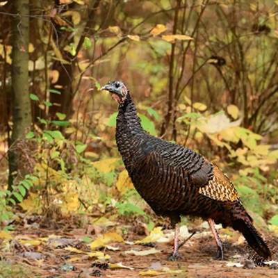 Wild Turkey Hunt