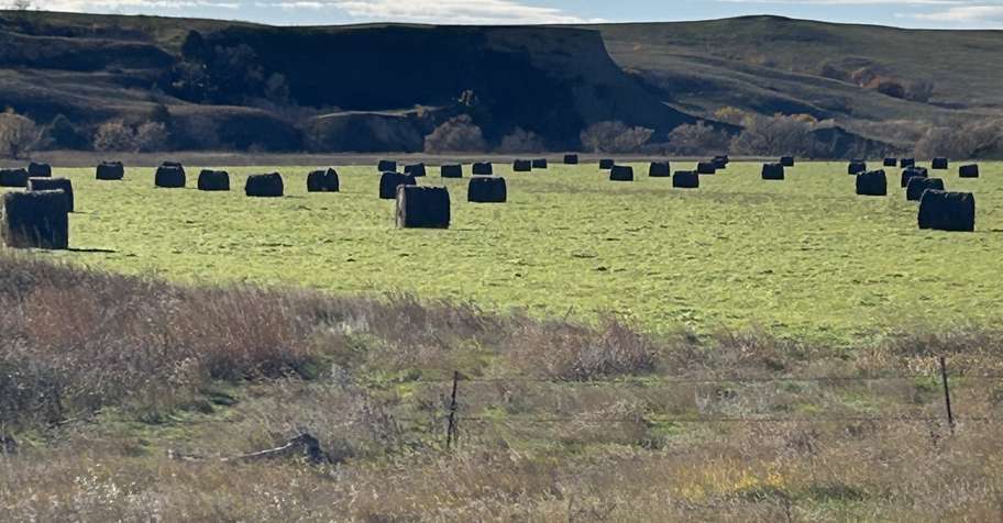 Self Guided Pheasant Hunt