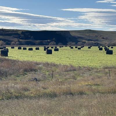 Self Guided Pheasant Hunt