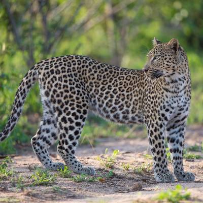 Niassa Leopard Hunt
