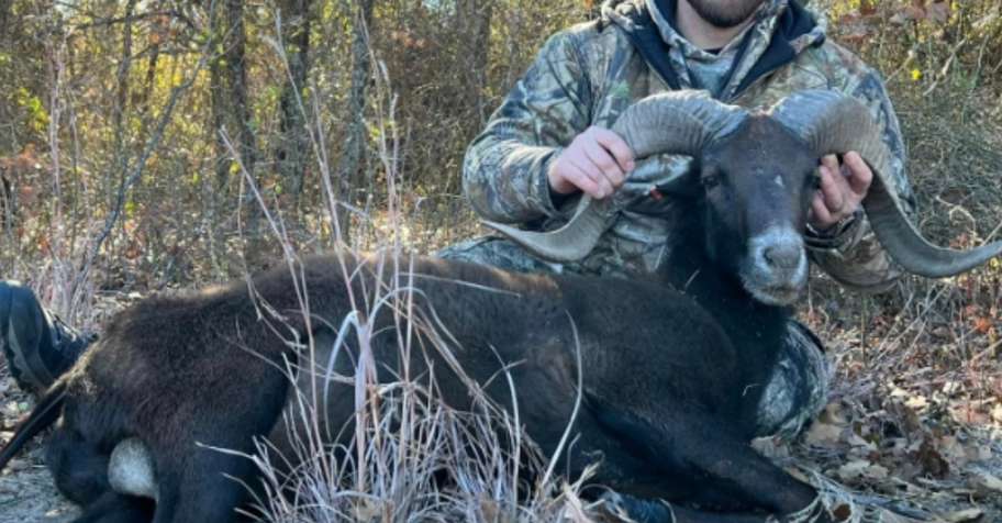 Hunt Corsican Sheep Year Round