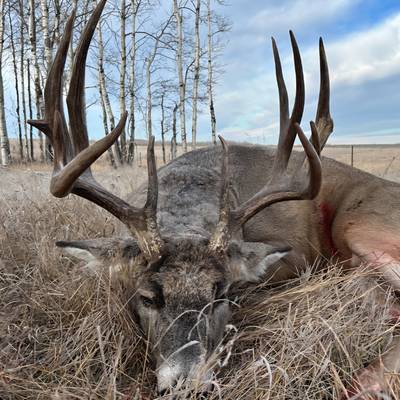 Rifle Rut Whitetail Deer 2026