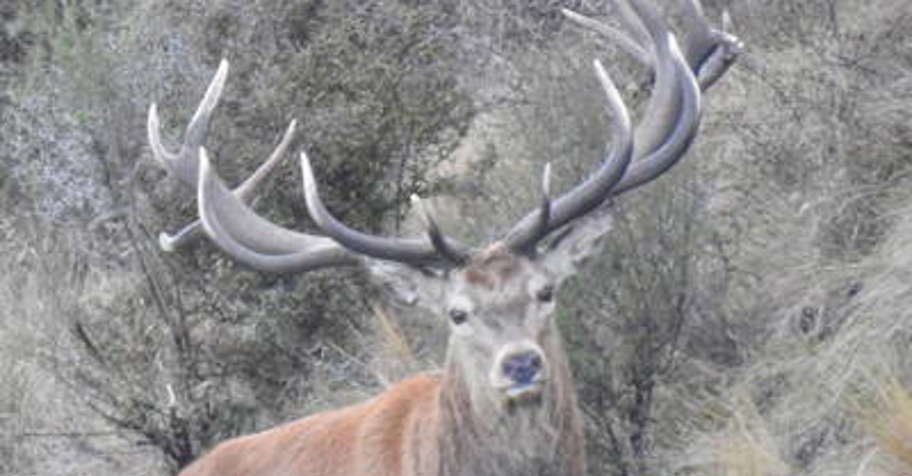 Trophy Nz Red stag