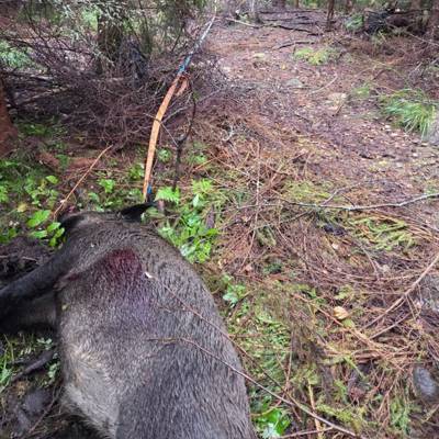 Self-Guided Wild boar Hunt on Feeder