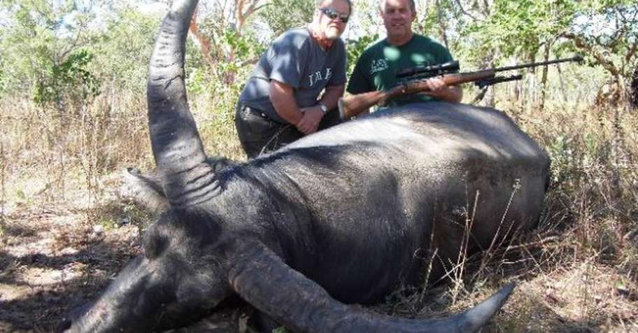 Buffalo/Banteng 2x1 PRE-SHOW SPECIAL