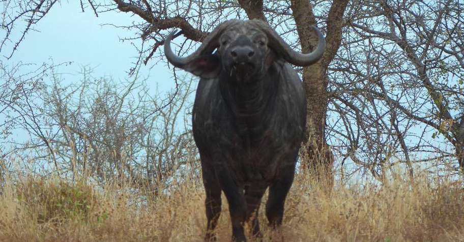 10 Day TZ Buffalo Safari (1x1)