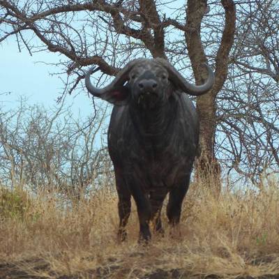 10 Day TZ Buffalo Safari (1x1)