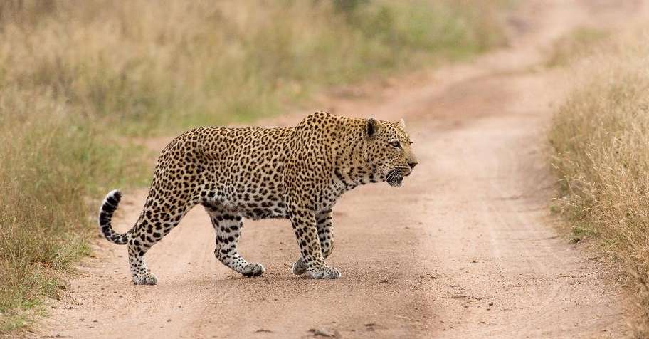 14 Day Leopard & Buffalo Safari (1x1)