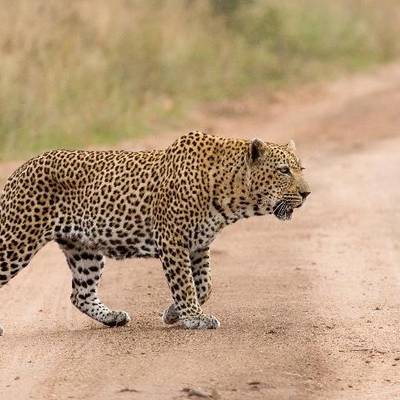 14 Day Leopard & Buffalo Safari (1x1)