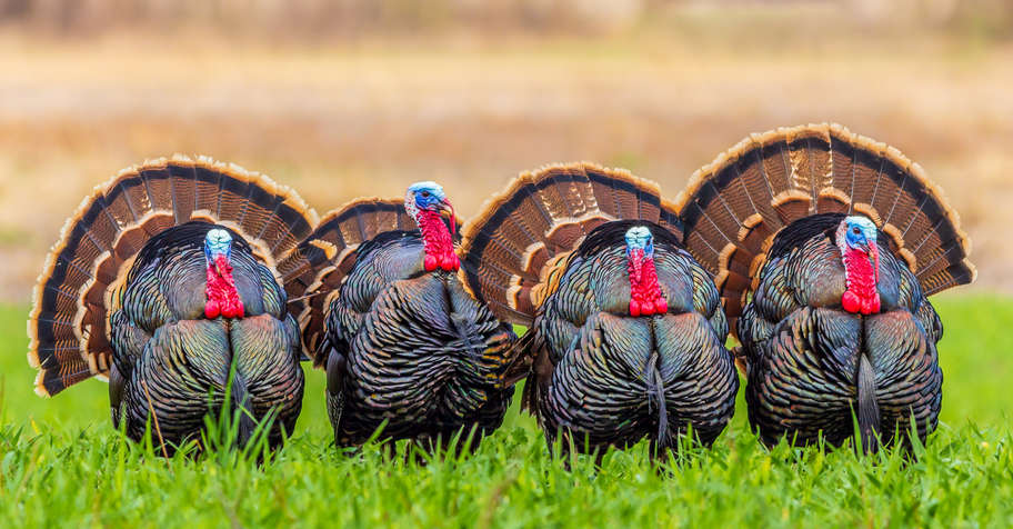 King of Spring Turkey Hunt