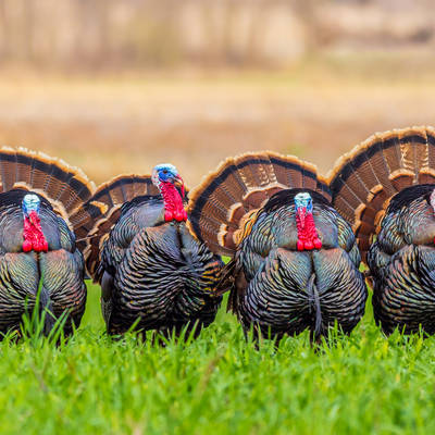 King of Spring Turkey Hunt