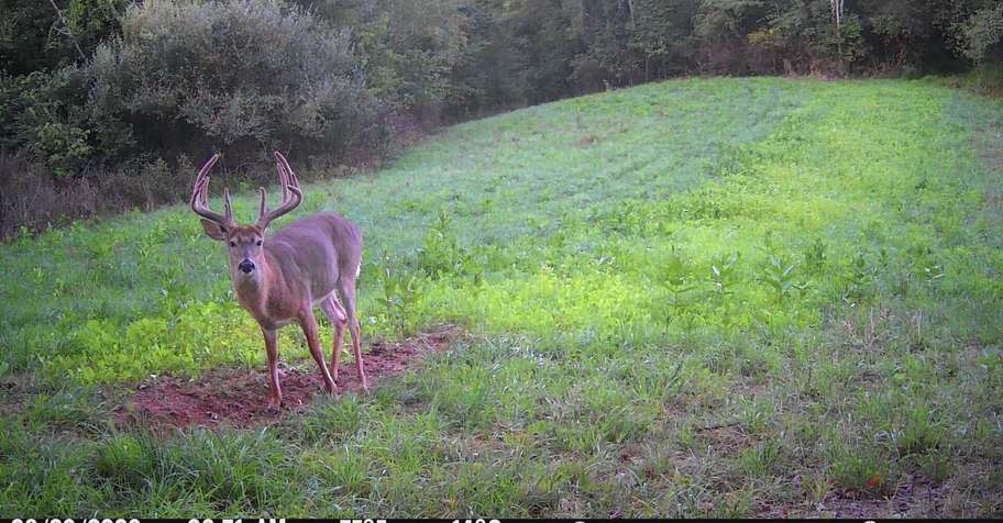 WHITETAIL DEER BUCK / BEAR COMBO 3 DAY