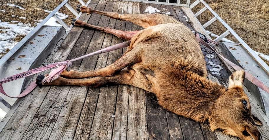 Cow Elk Hunt 2ppl discount