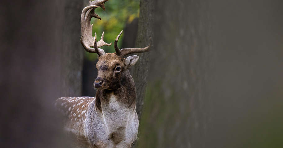 Fallow Stag Hunting - up to 4 kg !
