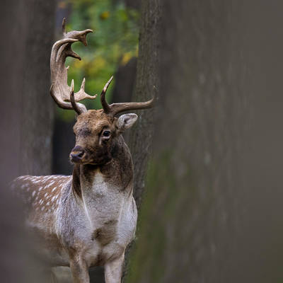 Fallow Stag Hunting - up to 4 kg !