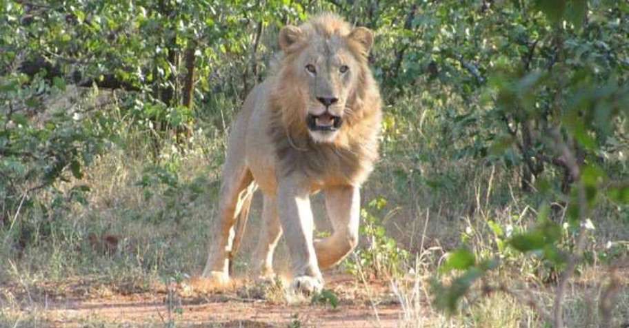 21 Days Lion / Buffalo Combo