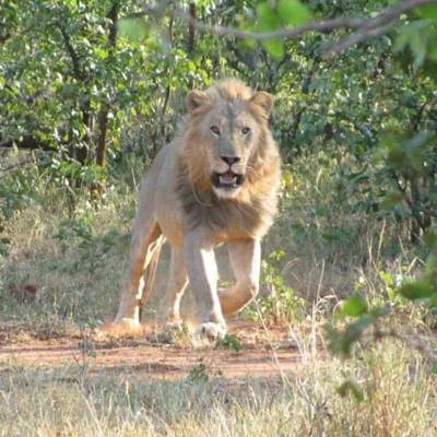 21 Days Lion / Buffalo Combo