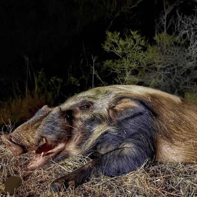 Bushpig & Predator Night Hunt