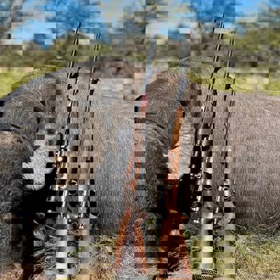 Buffalo and Blackbuck Big Game Combo