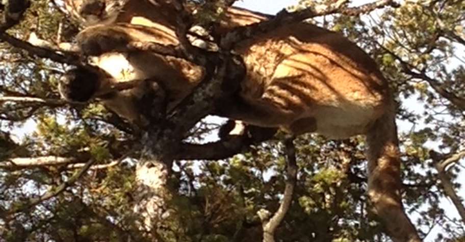 Mountain Lion