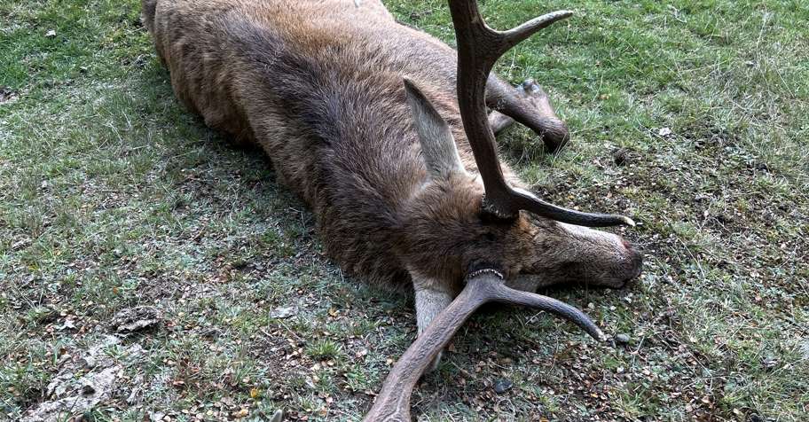 Free Range Red Stag Hunt