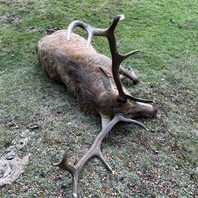 Free Range Red Stag Hunt