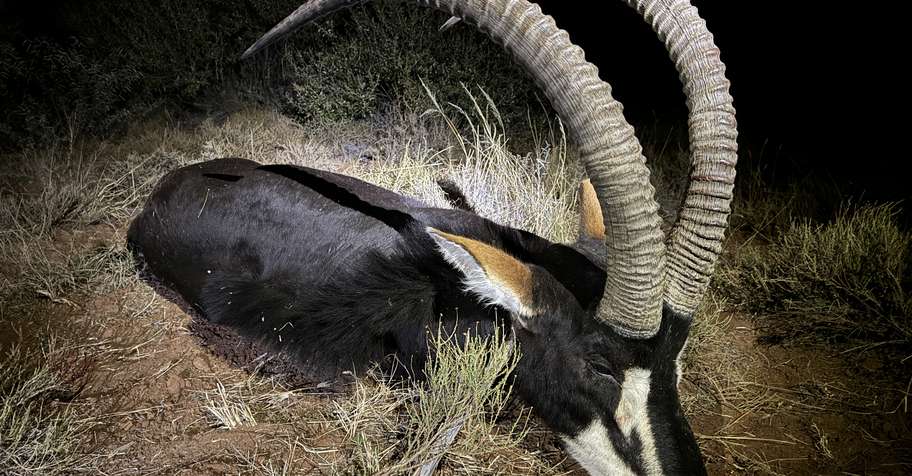 Sable Success