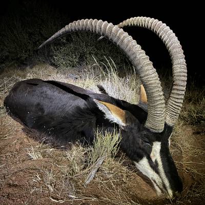 Sable Success