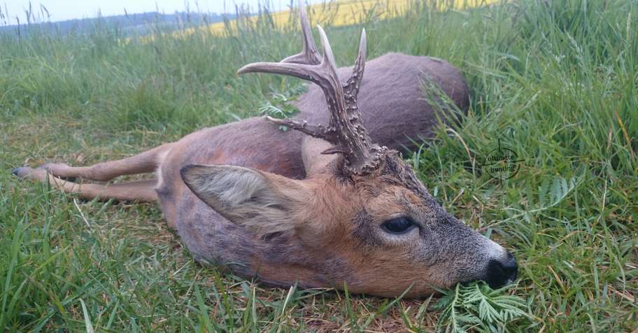 LAST MINUTE hunt in Grzędzice