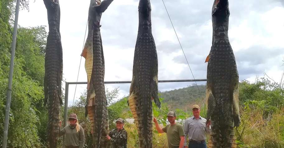 Giant Crocodile hunt Mozambique