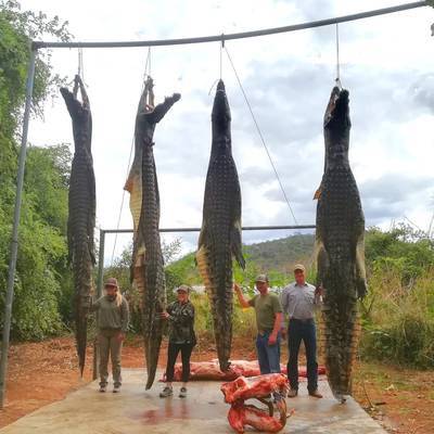 Giant Crocodile hunt Mozambique
