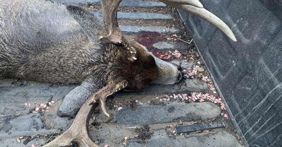 Massive Alberta Whitetail -Archery '26