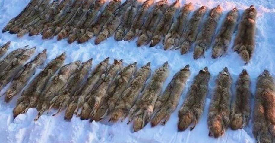 Alberta Coyote for 2 Hunters