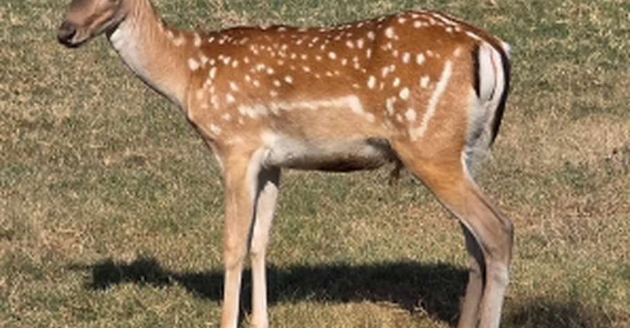 Fallow Spike Meat Hunt