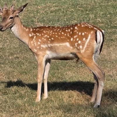 Fallow Spike Meat Hunt