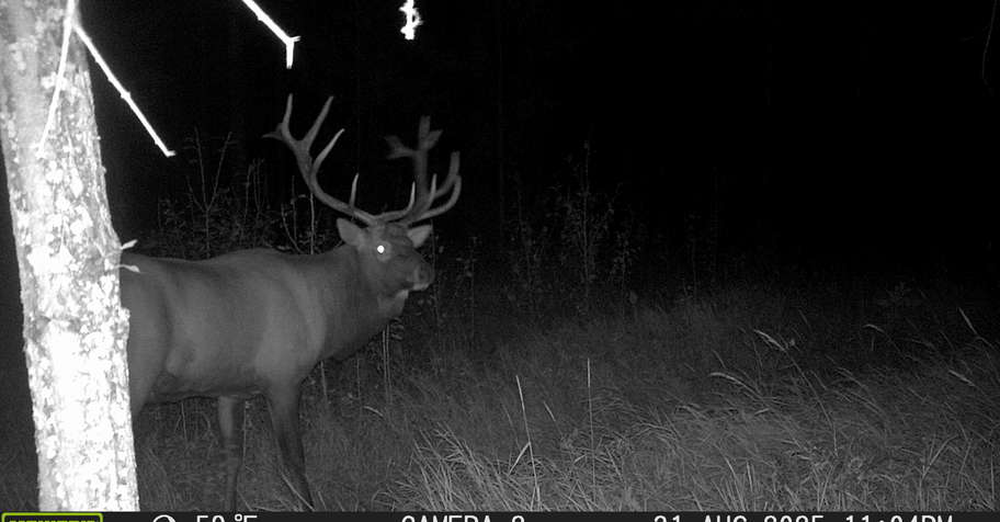 2026 8 day archery Elk RUT hunt