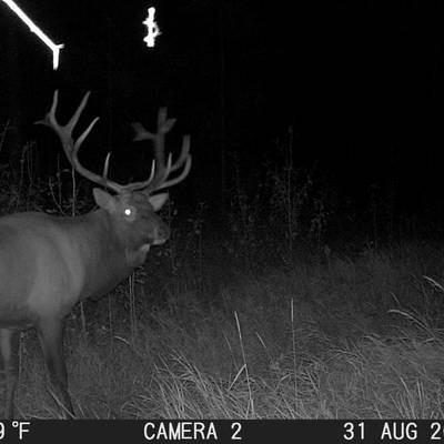 2026 8 day archery Elk RUT hunt