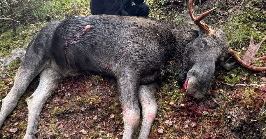 MOOSE HUNTING WEEK 44