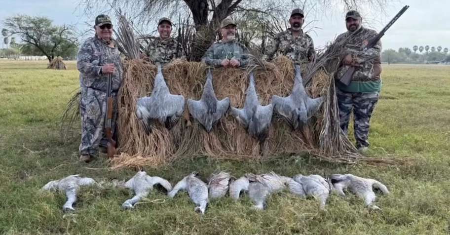 Sandhill Crane Hunts