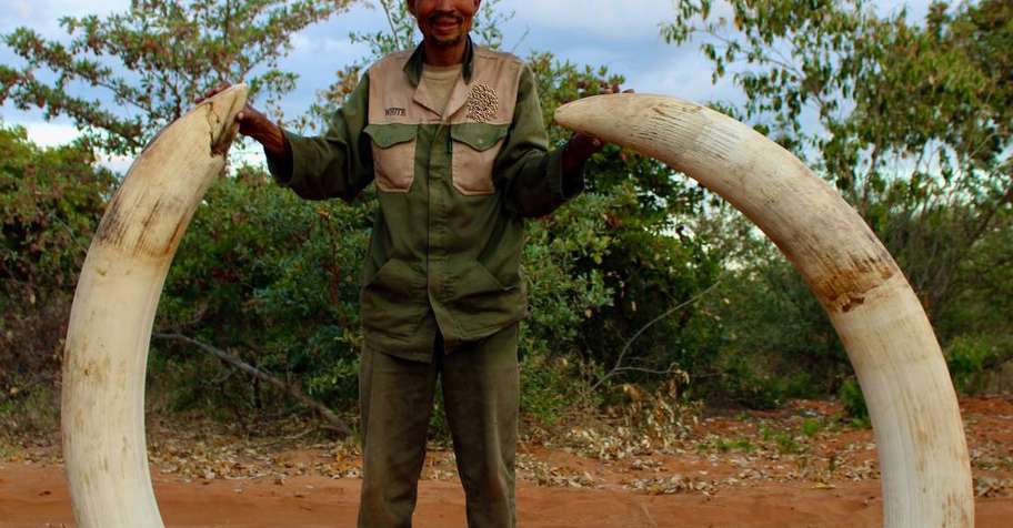12 Day Elephant Safari (Community)