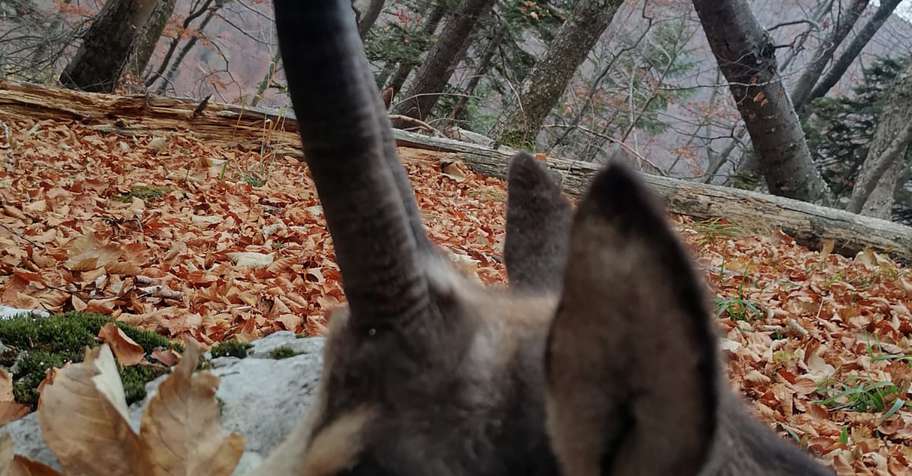 Chamois hunt