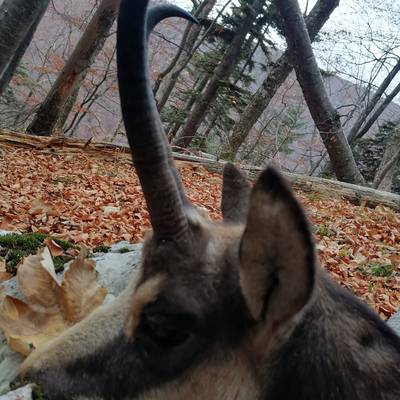 Chamois hunt