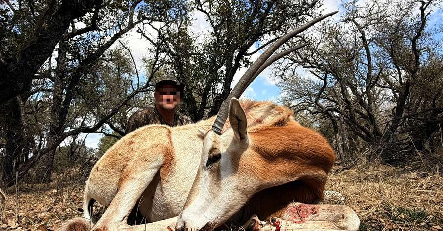 Cull Red Stag / Scimitar Oryx Hunt