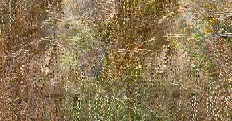 3-day Bobcat Hunt Package