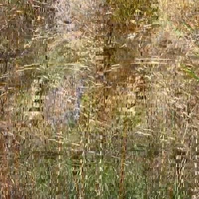 3-day Bobcat Hunt Package