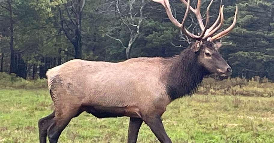 Elk 2026