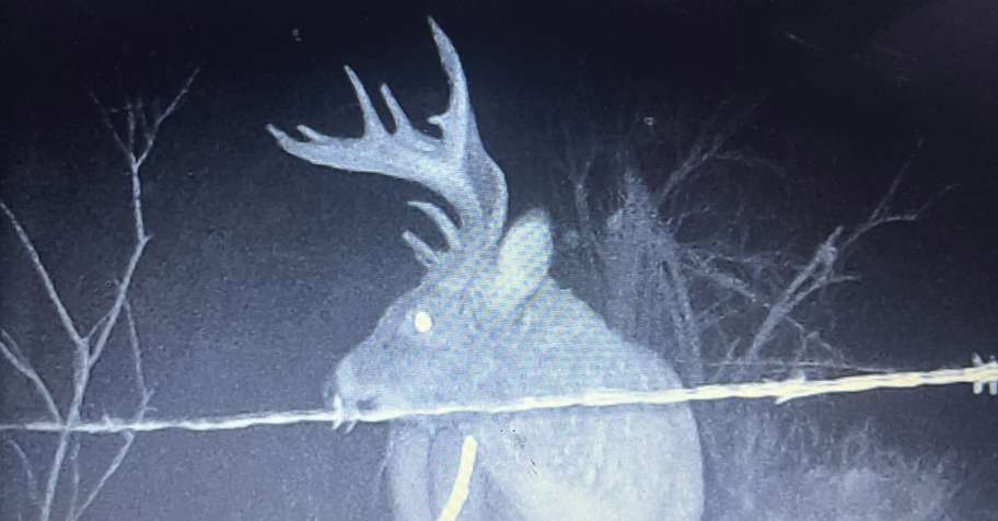 Whitetail Deer 4th week